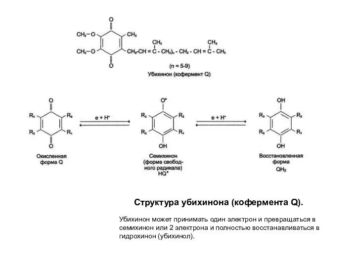 Структура убихинона (кофермента Q). Убихинон может принимать один электрон и превращаться