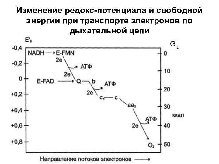 Изменение редокс-потенциала и свободной энергии при транспорте электронов по дыхательной цепи G‘0