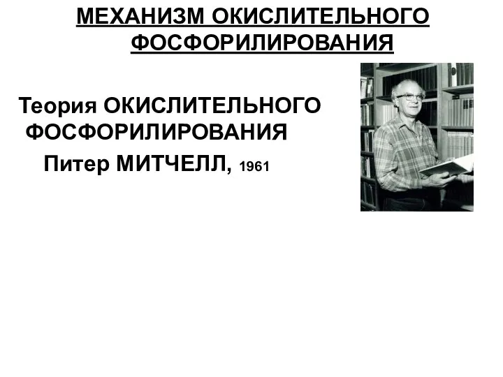 МЕХАНИЗМ ОКИСЛИТЕЛЬНОГО ФОСФОРИЛИРОВАНИЯ Теория ОКИСЛИТЕЛЬНОГО ФОСФОРИЛИРОВАНИЯ Питер МИТЧЕЛЛ, 1961