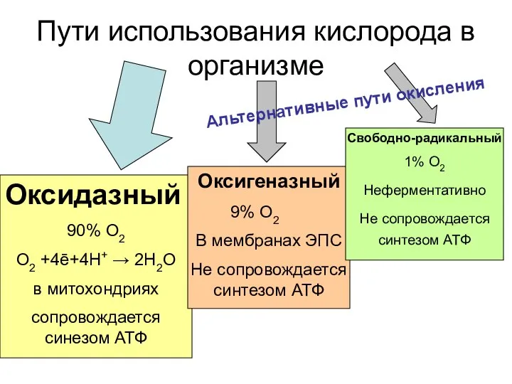 Пути использования кислорода в организме Оксидазный 90% О2 О2 +4ē+4Н+ →