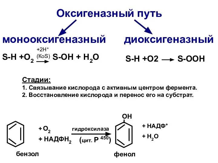 Оксигеназный путь монооксигеназный диоксигеназный S-Н +O2 S-OH + H2O S-Н +O2