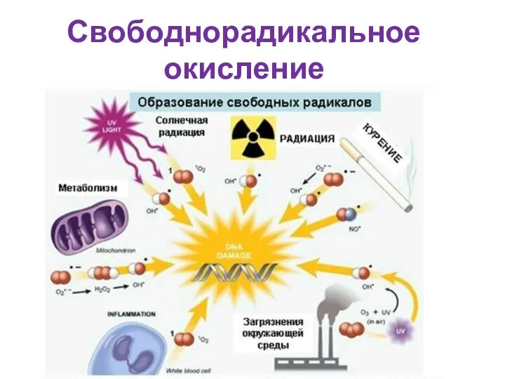 Свободнорадикальное окисление