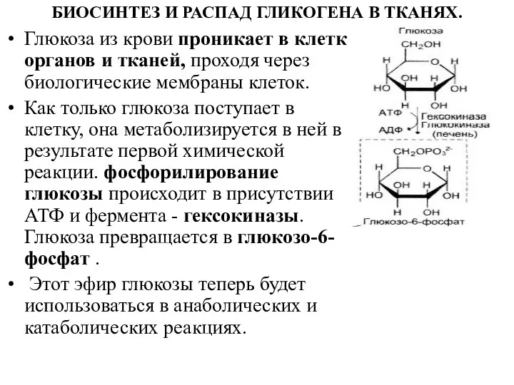 БИОСИНТЕЗ И РАСПАД ГЛИКОГЕНА В ТКАНЯХ. Глюкоза из крови проникает в