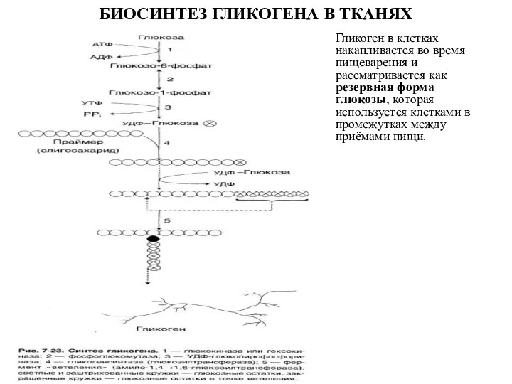 БИОСИНТЕЗ ГЛИКОГЕНА В ТКАНЯХ Гликоген в клетках накапливается во время пищеварения