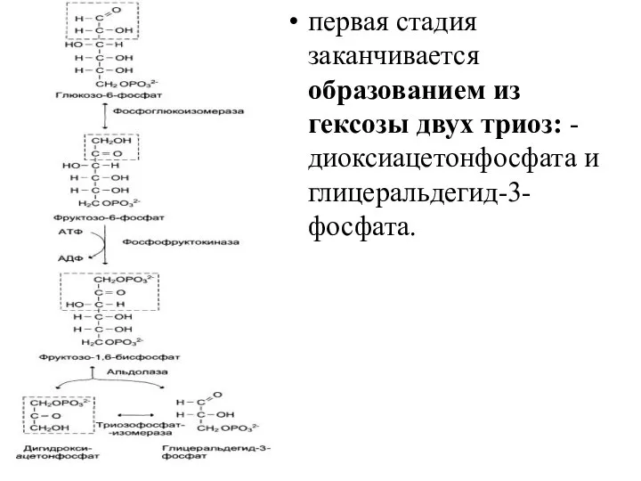 первая стадия заканчивается образованием из гексозы двух триоз: -диоксиацетонфосфата и глицеральдегид-3-фосфата.