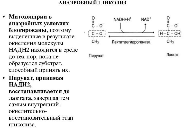 АНАЭРОБНЫЙ ГЛИКОЛИЗ Митохондрии в анаэробных условиях блокированы, поэтому выделенные в результате