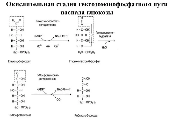 Окислительная стадия гексозомонофосфатного пути распада глюкозы