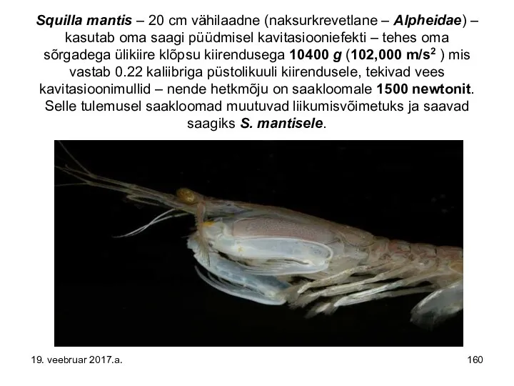 Squilla mantis – 20 cm vähilaadne (naksurkrevetlane – Alpheidae) – kasutab