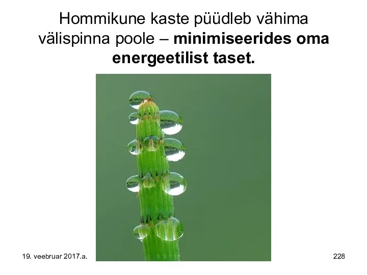 Hommikune kaste püüdleb vähima välispinna poole – minimiseerides oma energeetilist taset. 19. veebruar 2017.a.