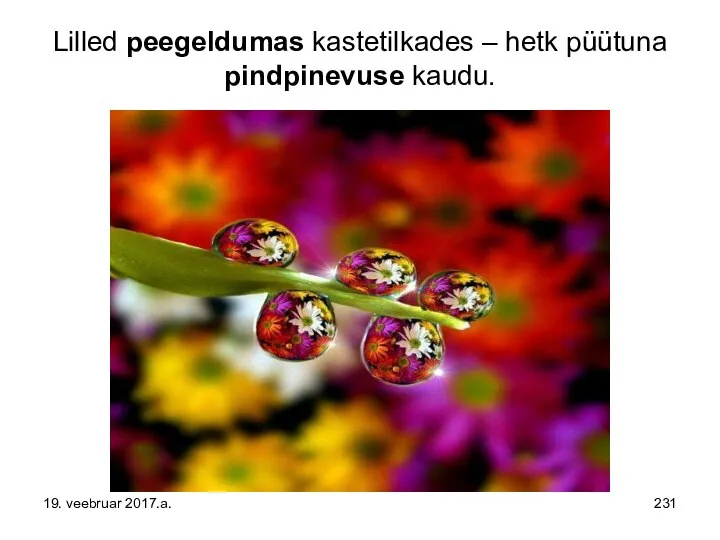 Lilled peegeldumas kastetilkades – hetk püütuna pindpinevuse kaudu. 19. veebruar 2017.a.