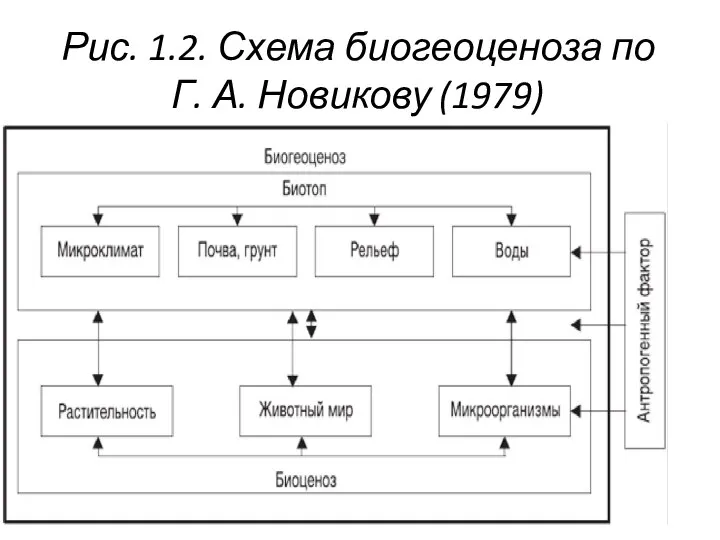 Рис. 1.2. Схема биогеоценоза по Г. А. Новикову (1979)