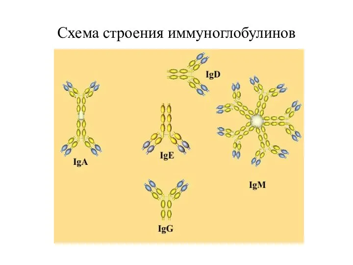 Схема строения иммуноглобулинов