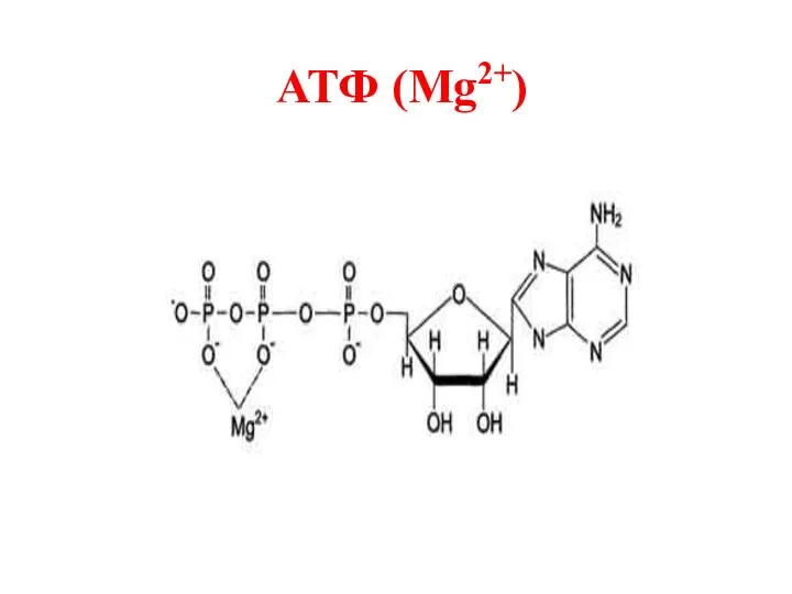 АТФ (Mg2+)