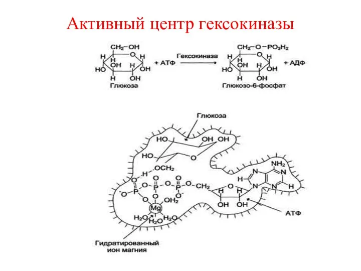 Активный центр гексокиназы