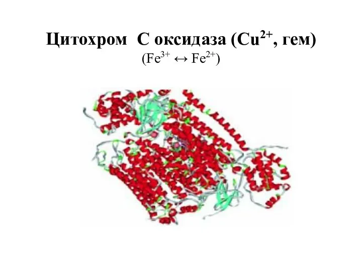 Цитохром C оксидаза (Cu2+, гем) (Fe3+ ↔ Fe2+)