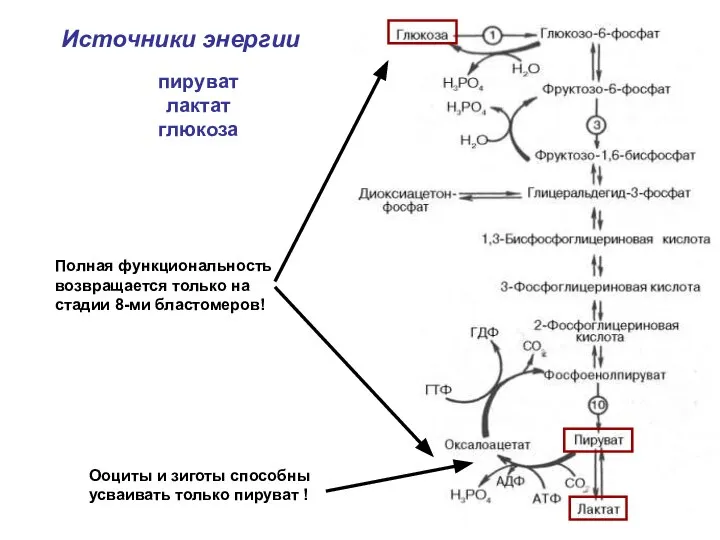 Источники энергии пируват лактат глюкоза Ооциты и зиготы способны усваивать только