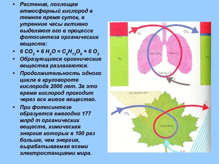 Растения, поглощая атмосферный кислород в темное время суток, в утренние часы