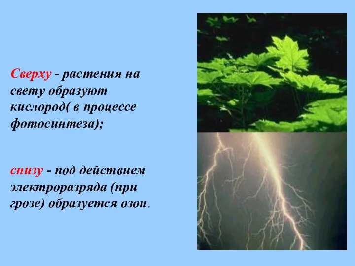 Сверху - растения на свету образуют кислород( в процессе фотосинтеза); снизу