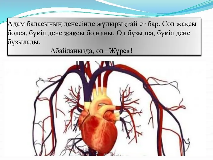 Адам баласының денесінде жұдырықтай ет бар. Сол жақсы болса, бүкіл дене