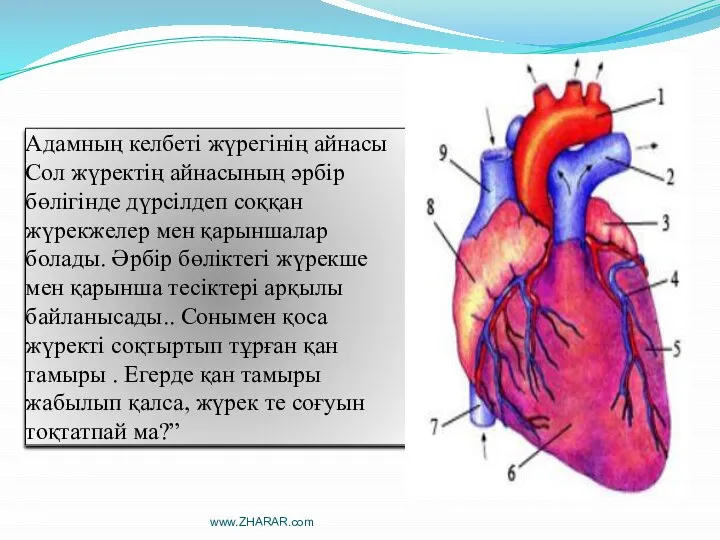 Адамның келбеті жүрегінің айнасы Сол жүректің айнасының әрбір бөлігінде дүрсілдеп соққан