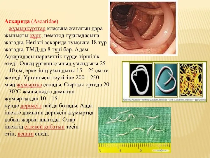 Аскарида (Ascarіdae) – жұмырқұрттар класына жататын дара жынысты құрт; нематод тұқымдасына