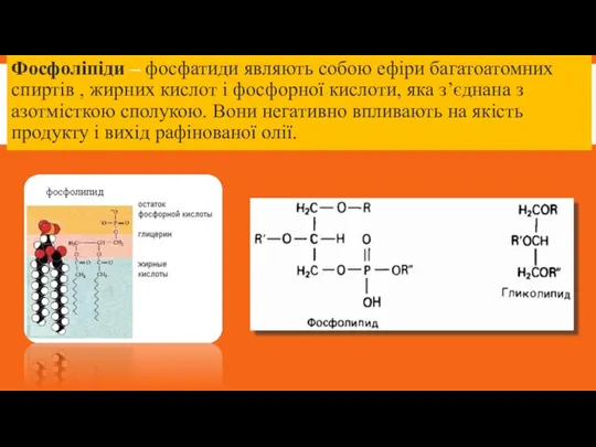 Фосфоліпіди – фосфатиди являють собою ефіри багатоатомних спиртів , жирних кислот