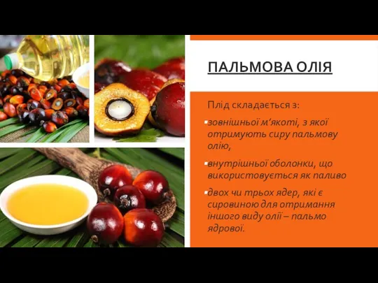 ПАЛЬМОВА ОЛІЯ Плід складається з: зовнішньої м’якоті, з якої отримують сиру