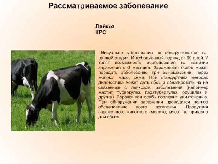 Рассматриваемое заболевание Лейкоз КРС Визуально заболевание не обнаруживается на ранней стадии.