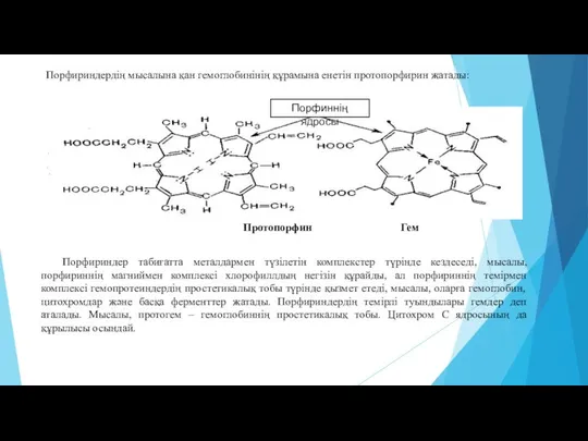 Порфириндердің мысалына қан гемоглобинінің құрамына енетін протопорфирин жатады: Порфиннің ядросы Протопорфин