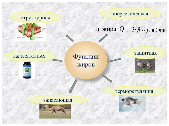 Функции жиров энергетическая 1г жира Q РЕГУЛЯТОРНАЯ терморегуляция запасающая защитная структурная