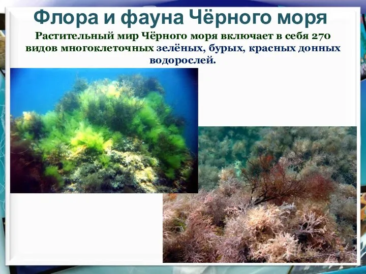 Флора и фауна Чёрного моря Растительный мир Чёрного моря включает в