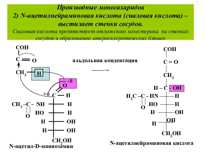 Производные моносахаридов 2) N-ацетилнейраминовая кислота (сиаловая кислота) –выстилает стенки сосудов. Сиаловая