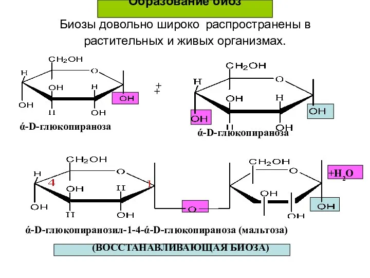 Образование биоз Биозы довольно широко распространены в растительных и живых организмах.