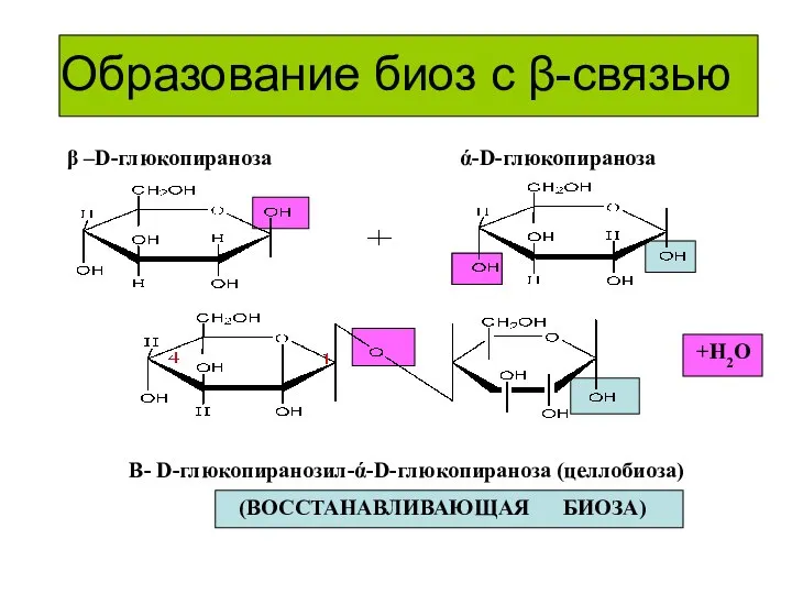 Образование биоз с β-связью +Н2О β –D-глюкопираноза Β- D-глюкопиранозил-ά-D-глюкопираноза (целлобиоза) (ВОССТАНАВЛИВАЮЩАЯ БИОЗА) ά-D-глюкопираноза