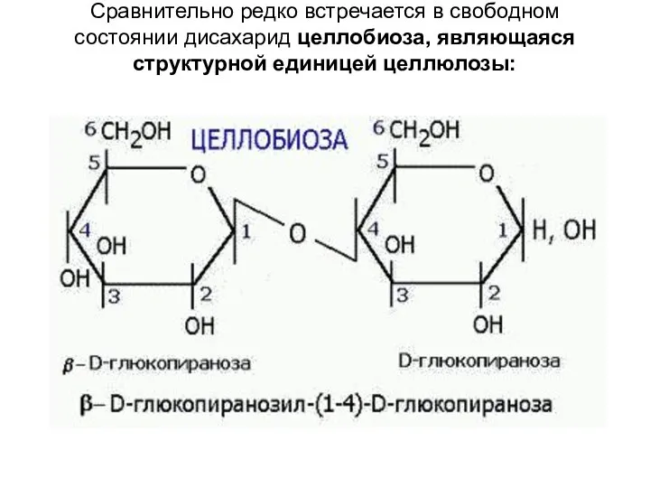 Сравнительно редко встречается в свободном состоянии дисахарид целлобиоза, являющаяся структурной единицей целлюлозы: