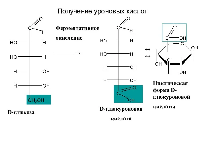 Получение уроновых кислот ─────→ Ферментативное окисление ↔↔ D-глюкоза D-глюкуроновая кислота Циклическая форма D-глюкуроновой кислоты