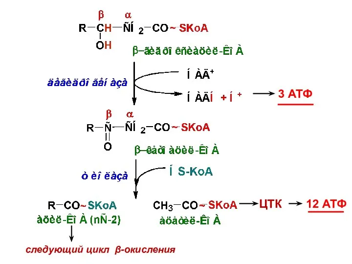 3 АТФ ЦТК 12 АТФ следующий цикл β-окисления