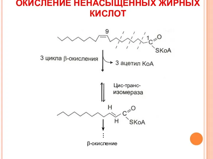 ОКИСЛЕНИЕ НЕНАСЫЩЕННЫХ ЖИРНЫХ КИСЛОТ Цис-транс- β-окисление …