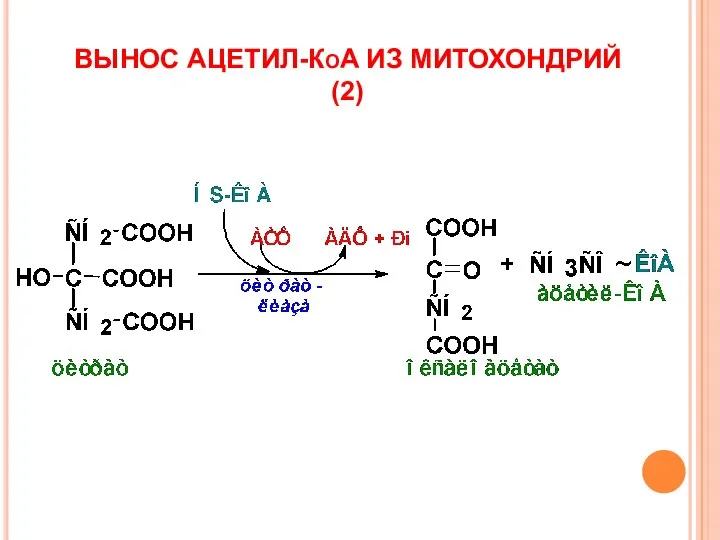 ВЫНОС АЦЕТИЛ-КоА ИЗ МИТОХОНДРИЙ (2)