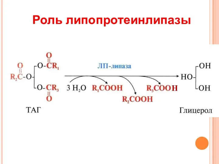 Роль липопротеинлипазы Н