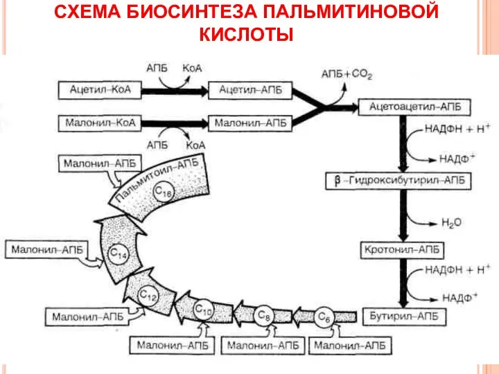 СХЕМА БИОСИНТЕЗА ПАЛЬМИТИНОВОЙ КИСЛОТЫ