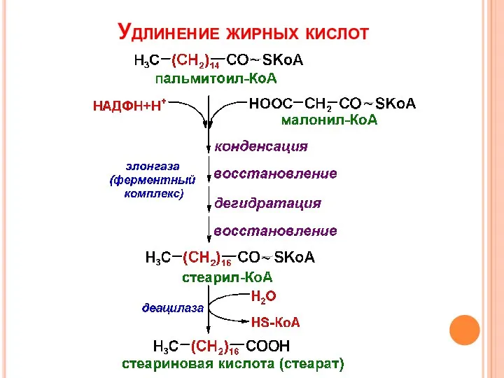 Удлинение жирных кислот