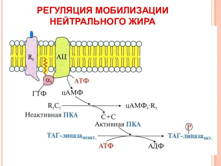 РЕГУЛЯЦИЯ МОБИЛИЗАЦИИ НЕЙТРАЛЬНОГО ЖИРА