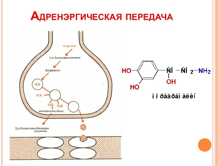 Адренэргическая передача