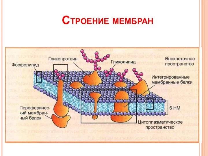 Строение мембран