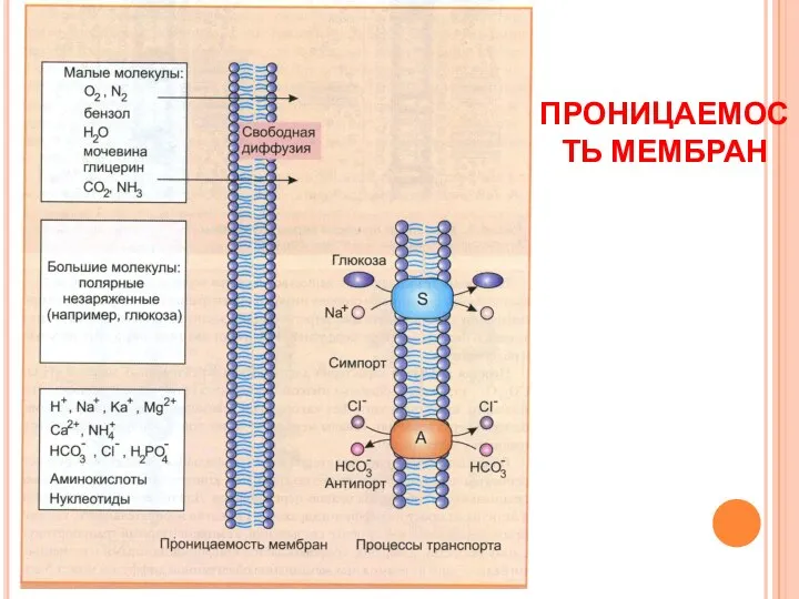 ПРОНИЦАЕМОСТЬ МЕМБРАН