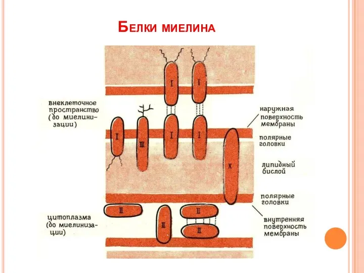 Белки миелина