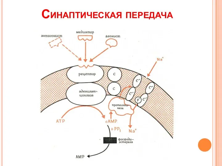 Синаптическая передача