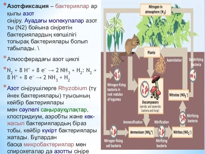 Азотфиксация – бактериялар арқылы азот сіңіру. Ауадағы молекулалар азотты (N2) бойына