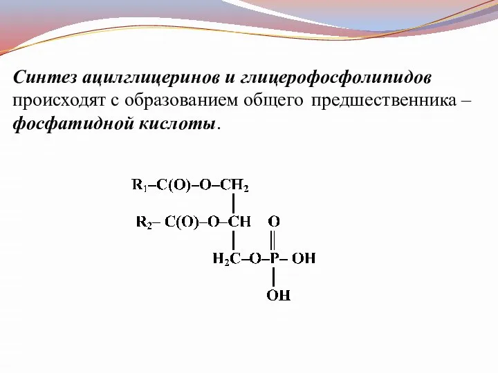 Синтез ацилглицеринов и глицерофосфолипидов происходят с образованием общего предшественника – фосфатидной кислоты.